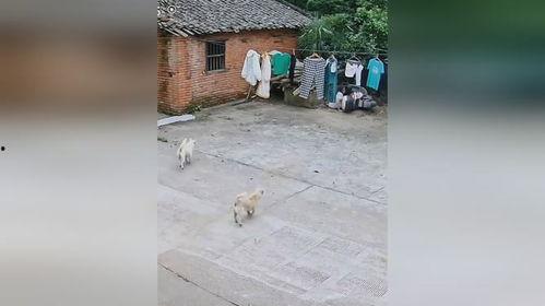 汪汪队吃瓜网,揭秘狗狗世界的趣味八卦