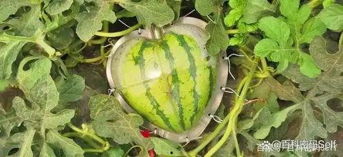 i吃瓜网,i吃瓜网带你领略明星幕后故事